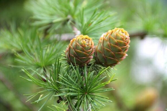 pine cones for pests