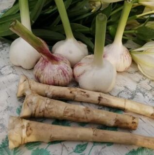 Horseradish and garlic against lamala