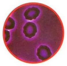 Red blood cell