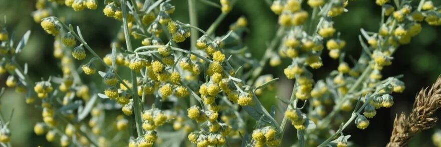 Wormwood wormwood
